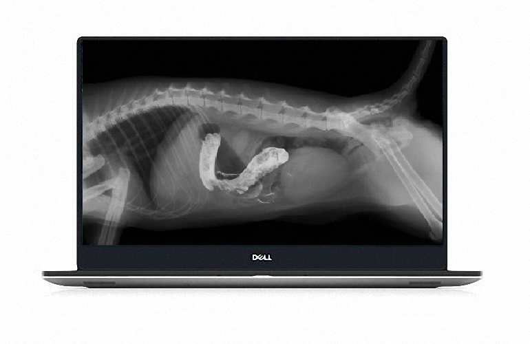 Digitale Flachbilddetektor für Pferdepraxis und Kleintierpraxis DR Detektor Nachrüstung digitales Röntgen reibungsloser Wechsel auf ein digitales Röntgensystem